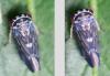 Balcanocerus larvatus